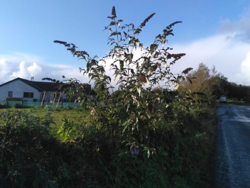 Butterfly Bush
